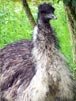 Emu iv